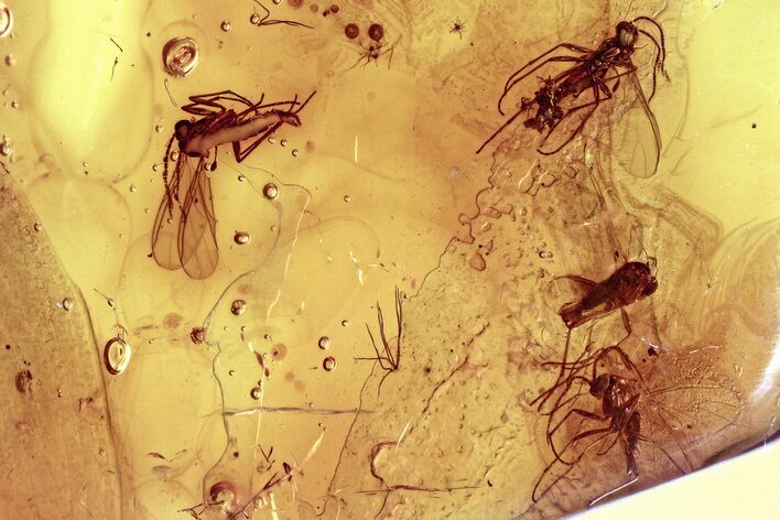 Fossil Dark-Winged Fungus Gnat Swarm (Sciaridae) In Baltic Amber #381244